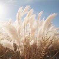 Abstract natural background of soft plants Cortaderia selloana. Pampas grass on a blurry bokeh, Dry reeds boho style. Fluffy stems of tall grass. photo