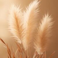 Abstract natural background of soft plants Cortaderia selloana. Pampas grass on a blurry bokeh, Dry reeds boho style. Fluffy stems of tall grass. photo