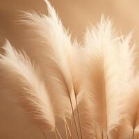 Abstract natural background of soft plants Cortaderia selloana. Pampas grass on a blurry bokeh, Dry reeds boho style. Fluffy stems of tall grass. photo