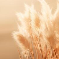 Abstract natural background of soft plants Cortaderia selloana. Pampas grass on a blurry bokeh, Dry reeds boho style. Fluffy stems of tall grass. photo
