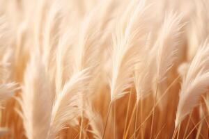 Abstract natural background of soft plants Cortaderia selloana. Pampas grass on a blurry bokeh, Dry reeds boho style. Fluffy stems of tall grass. photo