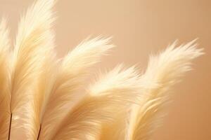 Abstract natural background of soft plants Cortaderia selloana. Pampas grass on a blurry bokeh, Dry reeds boho style. Fluffy stems of tall grass. photo