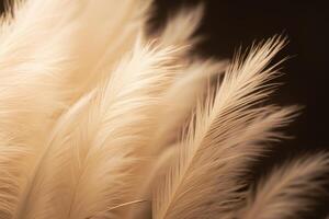 Abstract natural background of soft plants Cortaderia selloana. Pampas grass on a blurry bokeh, Dry reeds boho style. Fluffy stems of tall grass. photo
