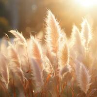Abstract natural background of soft plants Cortaderia selloana. Pampas grass on a blurry bokeh, Dry reeds boho style. Fluffy stems of tall grass. photo