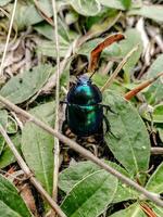 High-resolution macro image of a shiny metallic green beetle crawling among dry leaves and grass on the forest floor. Perfect for nature, insect, science, and macro-themed projects. photo