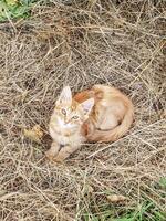 Cute fluffy ginger kitten resting on dry grass in a rustic outdoor setting, looking up with soft expression. Perfect for pet, nature, countryside, and autumn-themed visuals. photo