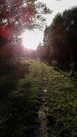 Sunlight shining through forest trees onto a rural path. Peaceful nature scene with dramatic light and long shadows. Ideal for concepts of calm, travel, or outdoor exploration. photo