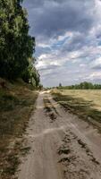 Peaceful countryside dirt road between forest and field, stretching into the distance under a dramatic sky with clouds. Perfect for nature, travel, and landscape-themed creative projects. photo
