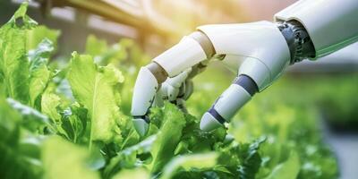 Robotic hand harvesting fresh lettuce in a greenhouse during daylight hours photo