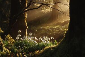 Sunlight filters through trees illuminating delicate snowdrops in a serene forest during early morning hours photo