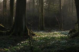 Snowdrops bloom in a serene forest landscape during early spring light photo