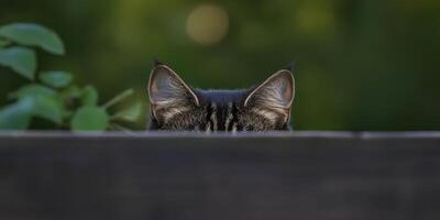 Cat peeking over wooden fence with curious expression in a lush green garden photo
