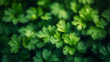 Fresh green cilantro leaves growing abundantly in a vibrant garden setting photo