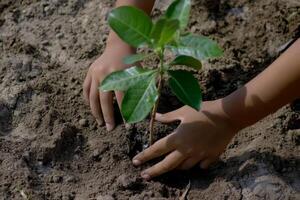 Hands planting a young tree in rich soil during a community gardening event in spring photo