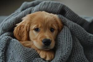 Cozy golden retriever puppy wrapped in a soft blanket relaxing indoors on a calm afternoon photo