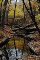 Tranquil lake reflecting autumn foliage in serene forest setting during golden hour photo