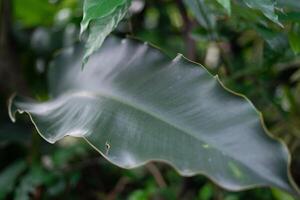 Close-up of striking wavy-edged leaf in tropical greenery setting photo