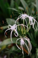 Delicate White Spider Lily Blooms Displaying Unique Petal Structures photo