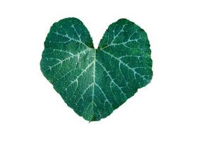 Pumpkin leaf on a white background is single leaf, large, with a concave base similar to a heart shape, with 5-sided wavy edges and hairs on both sides of the leaf. photo