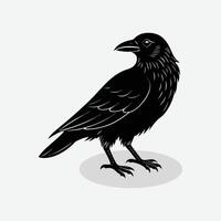 a black raven standing on a white background vector