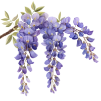 Watercolor blooming purple Wisteria flower branch with green leaves wildflower clip art element illustration png