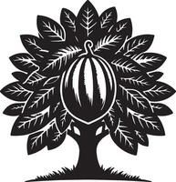 cocoa tree with leaves and fruit illustration vector