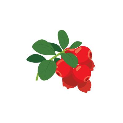 cranberry logo template. cranberry in flat card
