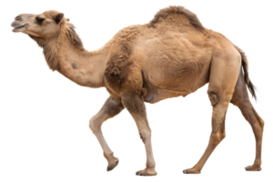 Single camel with a hump, desert animal isolated on the transparent background png
