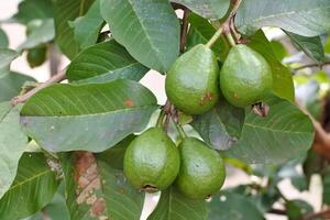 Close up of an unripe guava fruit hanging on a tree branch photo