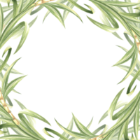 Sugar cane stalks with leaves watercolor square frame isolated. Border with copy space from of sweet stems for sugar production. Hand drawn illustration of bamboo shoots. Template for food design. png