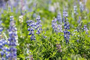 Lupin or bluebonnet flowers meadow in full bloom on the background for spring and summer English country cottage garden for perennial and annual plant photo