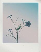 Old polaroid photograph of minnieroot tree with leaves and flowers fade condition graphic illustration have blank space. vector