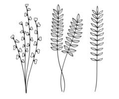 Hand-Drawn Twigs with Leaves in a Botanical collection. vector