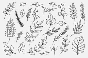 Set of twigs with leaves botanical hand drawn set. illustration vector