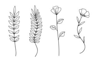 Set of twigs with leaves botanical hand drawn collection. illustration vector