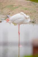 Tranquil Scene of a Elegant White Flamingo Standing on One Leg in Calm Waters Surrounded by Nature photo