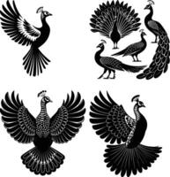Peacock Silhouette Colorful Bird Outline and Design vector