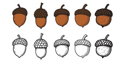 Set of Acorn. Oak tree fruit. Hand drawn trendy style isolated on white background vector