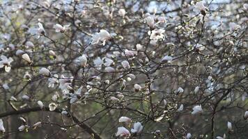A blooming white magnolia flower glows softly in the gentle morning sun. Its delicate petals unfold with grace, capturing the serene beauty of nature and the peaceful promise of a new day in spring. video