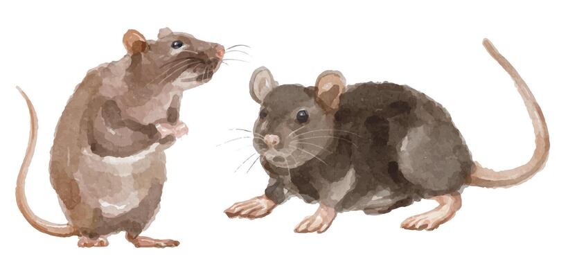 Watercolor set of mouse for logo, invitations and more