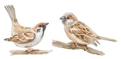 Watercolor set of sparrow bird for logo, invitations and more vector