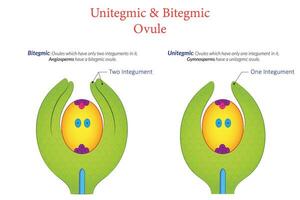Illustration of Unitegmic vs Bitegmic Plant Ovules Structure and Comparison vector