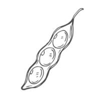 Soybean sketch illustration. Soya pod in doodle style vector