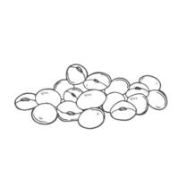 Soya Bean hand drawn black outline sketch vector