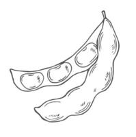 Soybean sketch illustration. Soya been pod vector