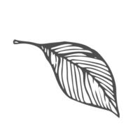 Leaf simple sketch. Botanic line sketch vector
