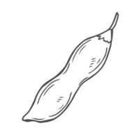 Soybean sketch illustration. Soya been pod in doodle vector