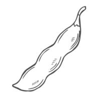 Soybean sketch. Soya been pod in doodle style vector