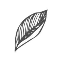 Leaf doodle sketch. Botanic line sketch vector