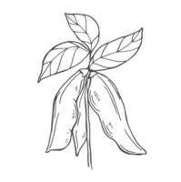 hand drawn sketch set of soybean vector